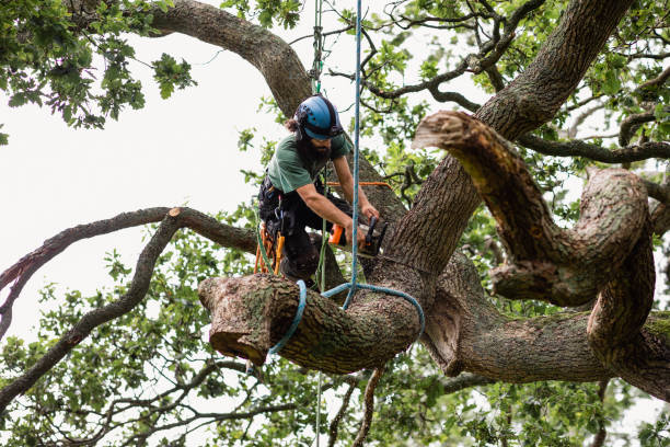 How Our Tree Care Process Works  in  Santo Domingo Pueblo, NM