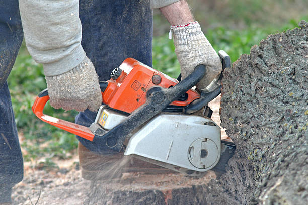 Professional Tree Care in Santo Domingo Pueblo, NM